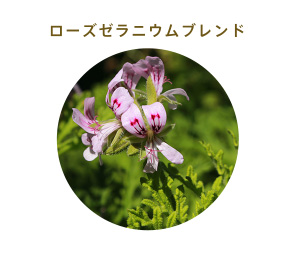 レモンマートル